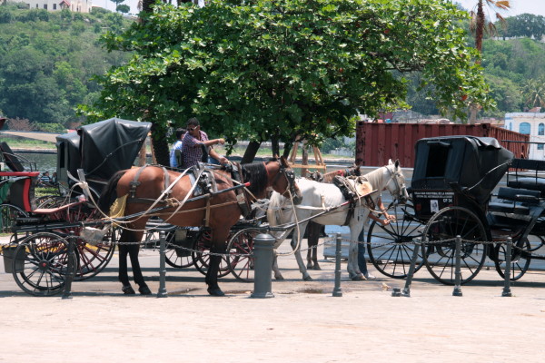 Hartverwarmend Havana