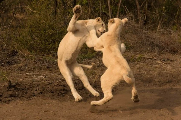 Wandelen met witte leeuwen in Zuid-Afrika