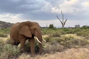 Africa Safari Trips | Afrika Safari