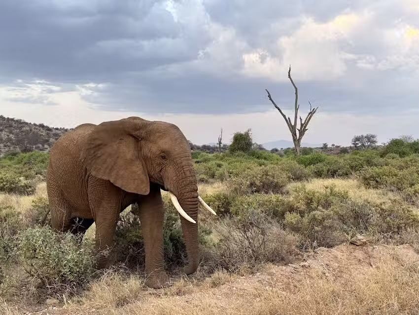 Africa Safari Trips | Afrika Safari