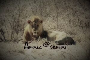 AfricaSafiri