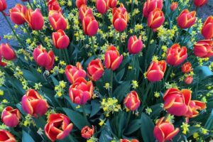 Best of Holland Tours