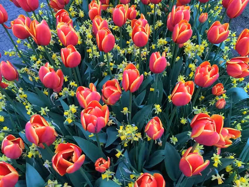 Best of Holland Tours