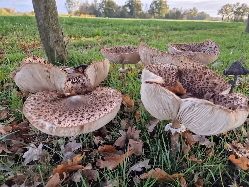 Boerderijkamers.nl en Boerderijvakanties.nl