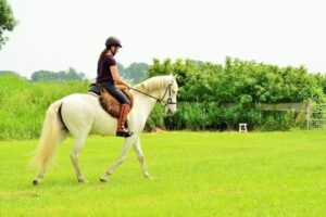 Buitenzinnig boomloze zadels en boomlooszadelpasservice