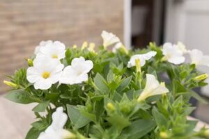 Bungalow &rsquo;t Schuurke