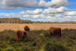 Camping Jiltdijksheide