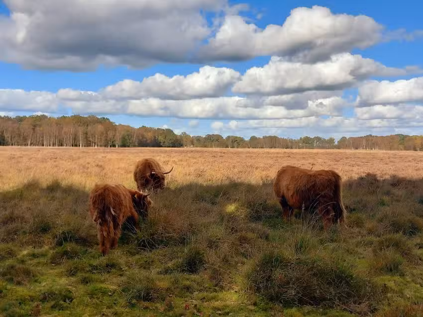 Camping Jiltdijksheide