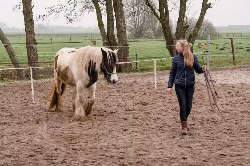 De Fivelhoeve &ndash; Paardentraining & Instructie