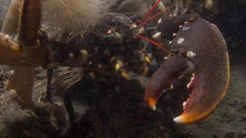 Duikteam Hoeksche Waard