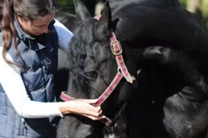 Equi-Vita | Osteopathie paard en hond | Instructie | Leandra Theunissen