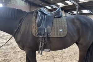 Equine Saddle