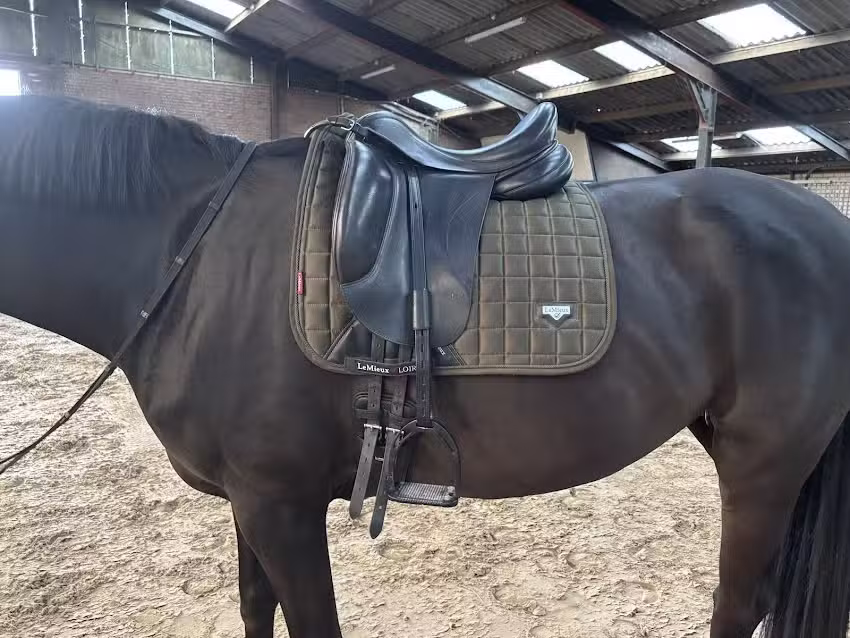 Equine Saddle