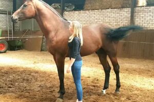 Giersbergen Equestrian Products