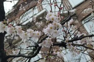 Hongaars Verkeersbureau