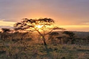 Horizon Africa Safaris