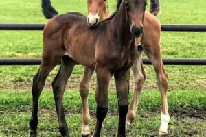 IC Sporthorses & IC Stables BV