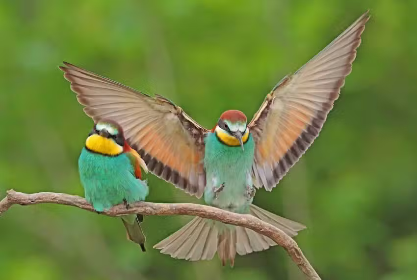 Inezia Tours | Vogel- Natuur, & Fotografiereizen