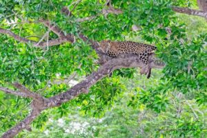 Jaguars of the Pantanal