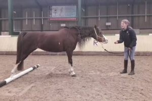 Landelijke Rijvereniging/Pony Club Zaanse Ruiters