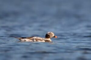 limosahollandbirding