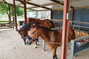 Manege de Boschhoeve