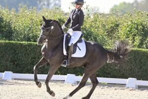 MT Equestrian Sport
