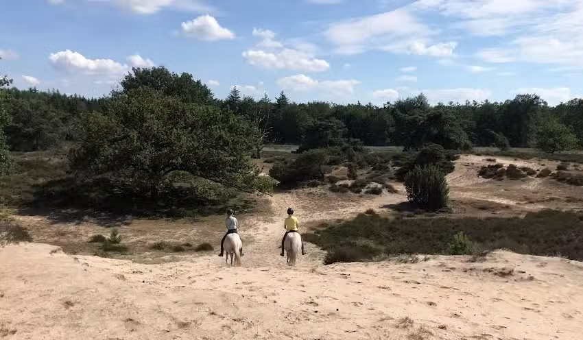 multatölti Ijslander stal