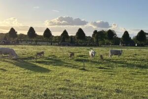 Natuurhuisje &rsquo;t Hoogbos