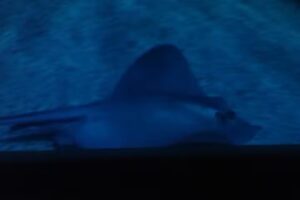 Nico Neele Health Management