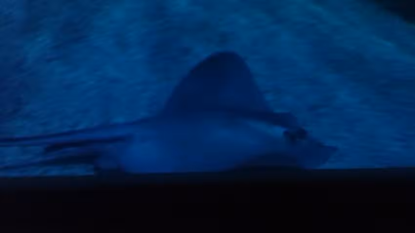 Nico Neele Health Management