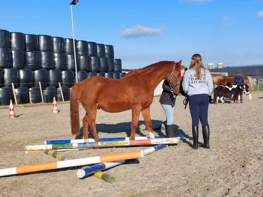 Puur leren met paarden