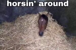 Quint Adrianus Jacobus Versluijs