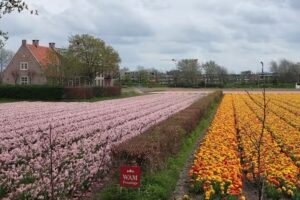 Reuzenbol: &lsquo;Rondje vijver Keukenhof&rsquo;
