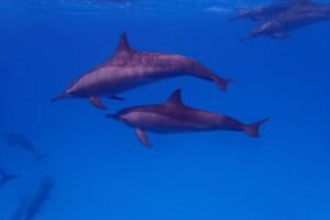 Rianne Sportel / Dolfijnreizen & meer