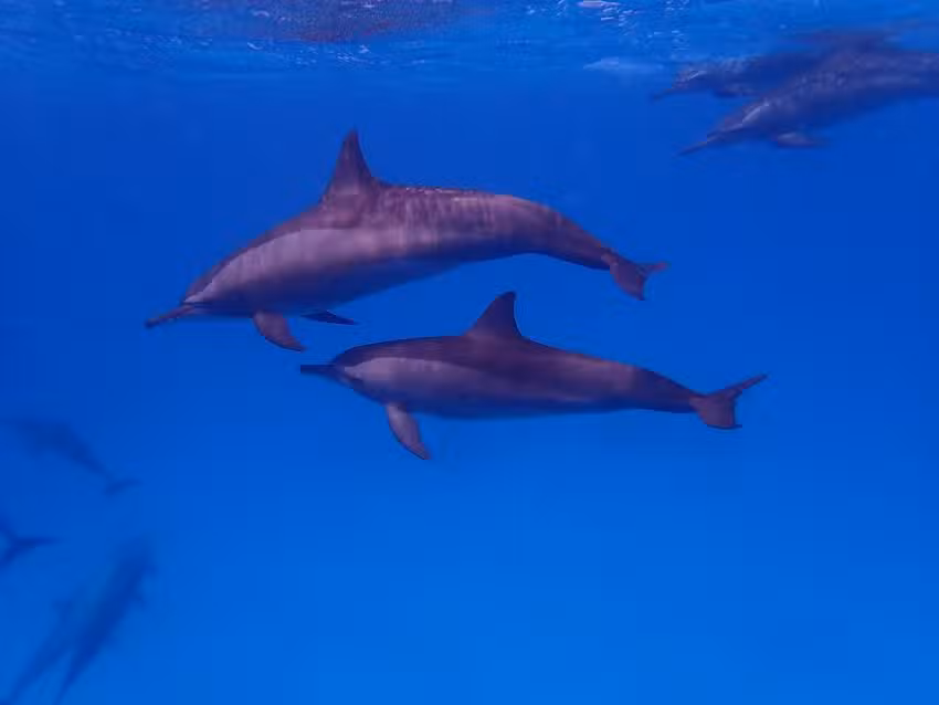 Rianne Sportel / Dolfijnreizen & meer