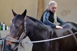 Royal Horse (Sport)paardenbegeleiding en Training