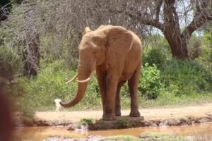 Simon and Pumba Safaris