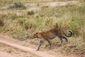 Tanzania Safari Tour