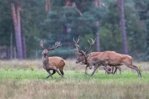 Toeristisch Informatie Punt Barneveld