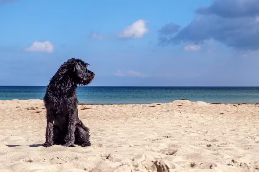 Vakantie met hond