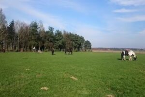 VAKANTIEHUISJE De Vrijheid