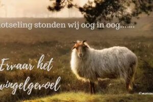 Vakantiehuisjes Drenthe