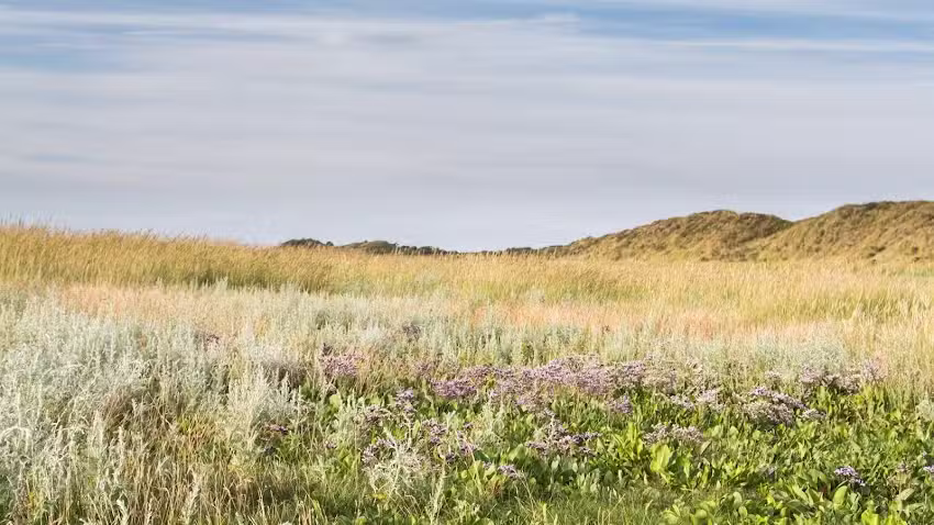 Vakantiehuizen Vredestein
