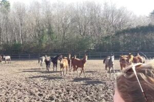 Verhagen Horse Service V.O.F.