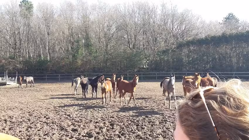 Verhagen Horse Service V.O.F.