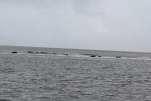 Zeehonden spotten Blauwe Zeeridder Experience