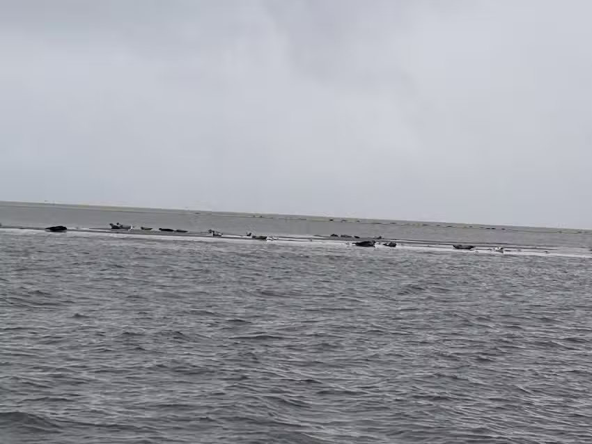 Zeehonden spotten Blauwe Zeeridder Experience