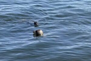 Zeehonden spotten Blue Marlin