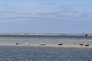 Zeehonden tochten Texel &ndash; Zeehonden kijken met de Anna